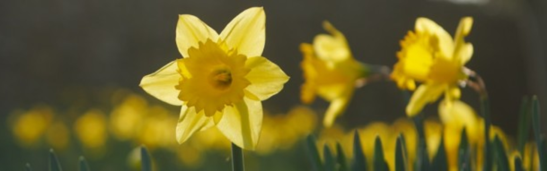 Welsh Government cover image